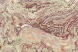 Polished Neoproterozoic Stromatolite (Conophyton) - Morocco #365851-1